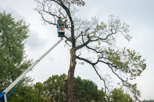 Best Professional Tree Care  in USA